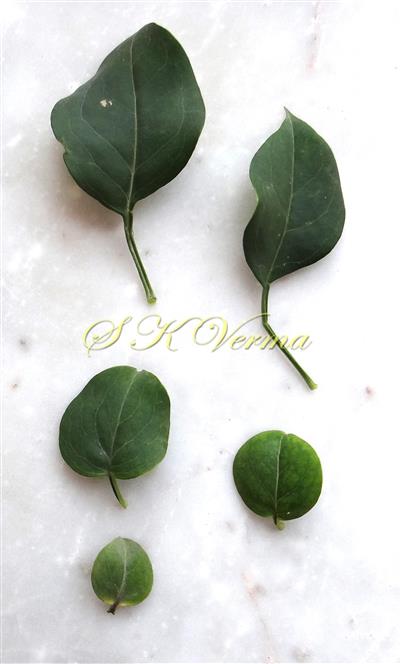  Simple leaves